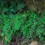 Adiantum Visuel