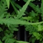 Asplenium Visuel