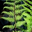 Athyrium Visuel