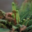 Blechnum Visuel