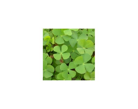 Marsilea quadrifolia