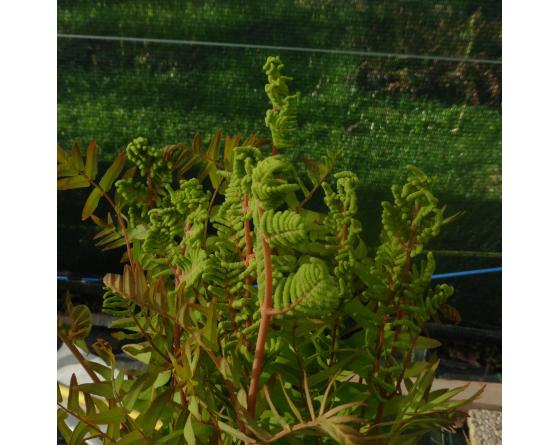 Osmunda regalis var. spectabilis