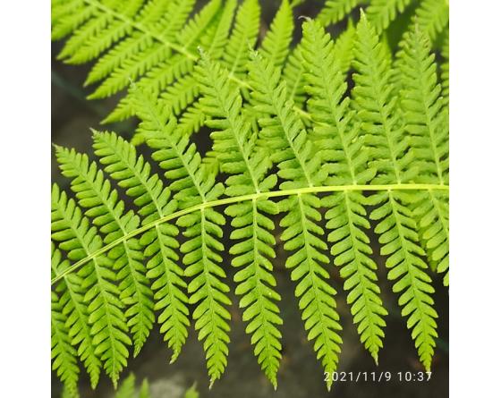 Parathelypteris beddomei