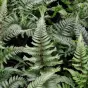 Athyrium niponicum, forme crêtée