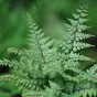 Athyrium otophorum var. okanum.