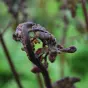 Athyrium vidalii