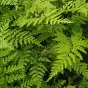 Athyrium vidalii