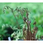 Athyrium vidalii