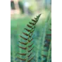 Polystichum acrostichoides