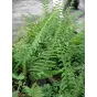 Polystichum acrostichoides