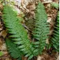 Polystichum aculeatum