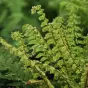 Polystichum makinoi