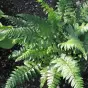 Polystichum makinoi