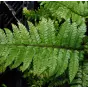 Polystichum makinoi