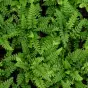 Polystichum makinoi