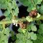 Polystichum setiferum 'Nantes'