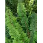 Polystichum setiferum 'Nantes'