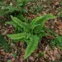 Polystichum setiferum 'Plumosum-Densum'