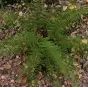 Polystichum setiferum 'Herrenhausen'