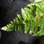 Polystichum x dycei