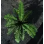 Polystichum x dycei