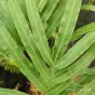 Pteris cretica