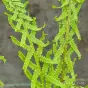 Athyrium filix-femina 'Dre's Dagger'