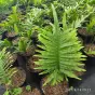 Polypodium cambricum 'Macrostachyon'