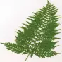 Polypodium x mantoniae 'Cornubiense'