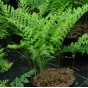 Polypodium x mantoniae 'Cornubiense'