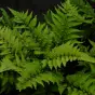 Athyrium niponicum Anisocampium niponicum