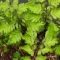 Athyrium niponicum Anisocampium niponicum