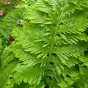 Polypodium cambricum 'Richard Kayse'