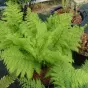 Athyrium filix-femina 'Plumosum'