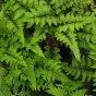 Athyrium niponicum Anisocampium niponicum