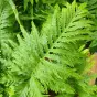 Polypodium cambricum 'Richard Kayse'