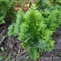 Polypodium cambricum 'Pulcherrimum Addison'