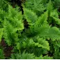 Polypodium cambricum 'Pulcherrimum Addison'