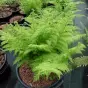 Athyrium filix-femina 'Plumosum'