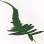 Polypodium glycyrrhiza 'Longicaudatum'