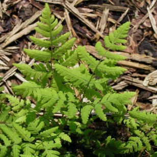 Gymnocarpium dryopteris Visuel