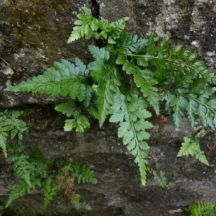 Asplenium adiantum-nigrum Visuel