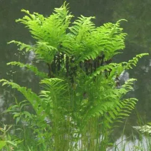 Osmunda claytoniana Visuel