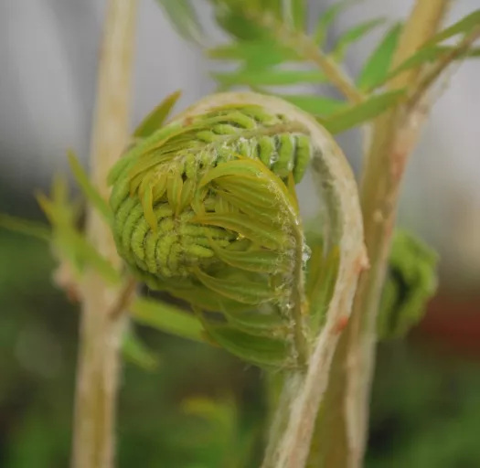 Osmunda regalis principal