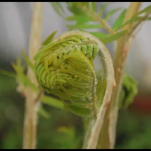 Osmunda regalis Visuel