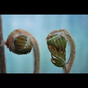 Osmunda regalis &amp;#039;Purpurascens&amp;#039; Visuel