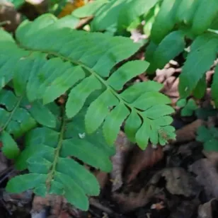 Polystichum acrostichoides Visuel