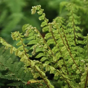 Polystichum makinoi Visuel