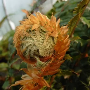 Polystichum neolobatum Visuel