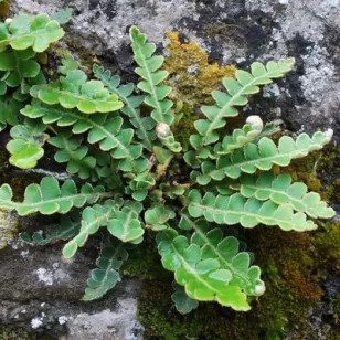 Asplenium ceterach, rusty back fern Visuel